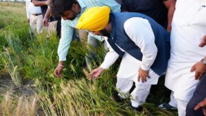 Mann सरकार की ऐतिहासिक Achievement: 1.1 Million से ज्यादा किसानों को मिला MSP Benefit