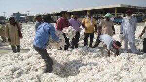 मान सरकार ने किसानों को दी बड़ी राहत! सक्रिय पहल से कपास के दाम 5,700 से सीधे 7,500+ तक पहुंचे